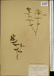 Scutellaria scordifolia Fisch. ex Schrank, Монголия (MONG) (Монголия)
