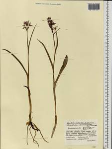 Dactylorhiza majalis subsp. lapponica (Laest. ex Hartm.) H.Sund., Восточная Европа, Центральный район (E4) (Россия)