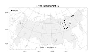 Elymus lanceolatus, Пырейник ланцетный (Scribn. & J.G.Sm.) Gould, Атлас флоры России (FLORUS) (Россия)