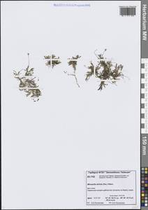 Минуарция прямая (Sw.) Rchb., Сибирь, Центральная Сибирь (S3) (Россия)