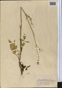 Поручейник сахарный L., Средняя Азия и Казахстан, Муюнкумы, Прибалхашье и Бетпак-Дала (M9) (Казахстан)