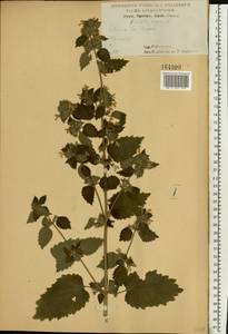 Белокудренник черный L., Восточная Европа, Центральный лесостепной район (E6) (Россия)