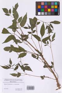 Череда олиственная, Череда многолистная L., Восточная Европа, Московская область и Москва (E4a) (Россия)