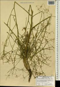 Chaerophyllum macropodum Boiss., Зарубежная Азия (ASIA) (Иран)