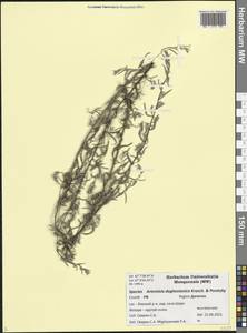 Полынь дагестанская Krasch. & Poretzky, Кавказ, Дагестан (K2) (Россия)