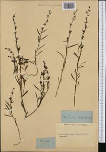 Linaria chalepensis (L.) Mill., Западная Европа (EUR) (Неизвестно)