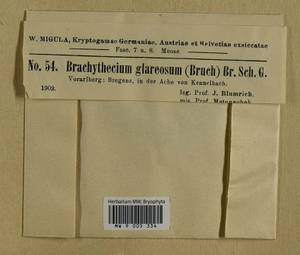 Brachythecium glareosum (Bruch ex Spruce) Schimp., Гербарий мохообразных, Мхи - Западная Европа (BEu) (Австрия)