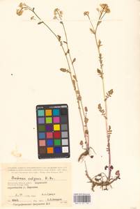 Сурепка обыкновенная W.T.Aiton, Восточная Европа, Центральный район (E4) (Россия)