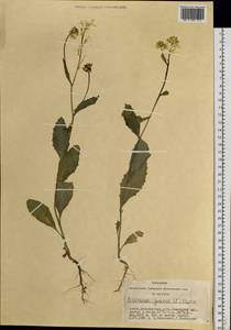 Капуста сизая, Сарептская горчица (L.) Czern., Сибирь, Алтай и Саяны (S2) (Россия)