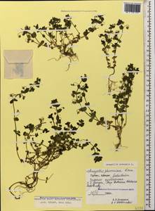 Lysimachia arvensis subsp. arvensis, Кавказ, Грузия (K4) (Грузия)