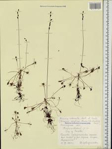 Drosera × obovata Mert. & W. D. J. Koch, Восточная Европа, Северный район (E1) (Россия)