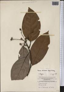 Persea peruviana Nees, Америка (AMER) (Перу)
