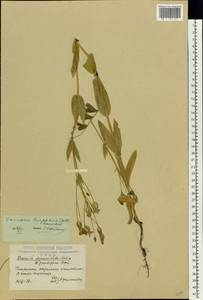 Gypsophila vaccaria (L.) Sm., Восточная Европа, Центральный лесостепной район (E6) (Россия)