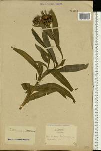 Centaurea triumfettii subsp. axillaris (Willd. ex Celak.) Stef. & T. Georgiev, Восточная Европа, Южно-Украинский район (E12) (Украина)