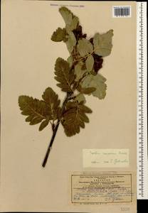Hedlundia roopiana (Bordz.) Sennikov & Kurtto, Кавказ, Армения (K5) (Армения)
