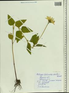 Heliopsis helianthoides var. scabra (Dunal) Fernald, Восточная Европа, Центральный район (E4) (Россия)