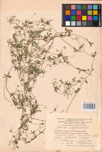 Подмаренник топяной L., Восточная Европа, Восточный район (E10) (Россия)