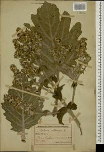 Шалфей эфиопский L., Кавказ, Азербайджан (K6) (Азербайджан)