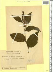 Колокольчик широколистный L., Восточная Европа, Белоруссия (E3a) (Белоруссия)