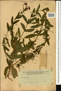 Кипрей волосистый, Кипрей мохнатый L., Кавказ, Азербайджан (K6) (Азербайджан)