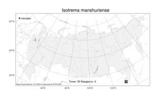 Isotrema manshuriense (Kom.) H. Huber, Атлас флоры России (FLORUS) (Россия)