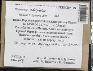 Didymodon calciphilus Ignatova & Ignatov, Гербарий мохообразных, Мхи - Якутия (B19) (Россия)