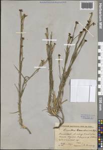 Гвоздика Кушакевича Regel & Schmalh., Средняя Азия и Казахстан, Западный Тянь-Шань и Каратау (M3) (Киргизия)