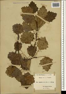 Populus × canescens (Aiton) Sm., Кавказ, Черноморское побережье (от Новороссийска до Адлера) (K3) (Россия)