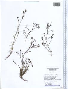 Cynanchica supina (M.Bieb.) P.Caputo & Del Guacchio, Кавказ, Черноморское побережье (от Новороссийска до Адлера) (K3) (Россия)