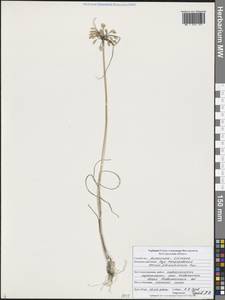 Лук крымский (Besser ex Rchb.) K.Richt., Восточная Европа, Центральный лесостепной район (E6) (Россия)