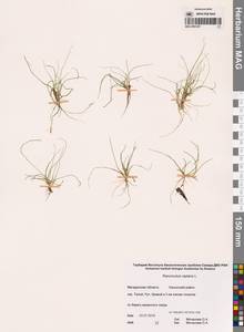 Лютик распростертый, Лютик стелющийся L., Сибирь, Чукотка и Камчатка (S7) (Россия)