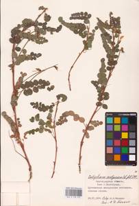 Майкараган волжский (L.f.) Pall. ex Fisch., Восточная Европа, Нижневолжский район (E9) (Россия)