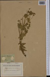 Euphorbia nicaeensis All., Западная Европа (EUR) (Франция)