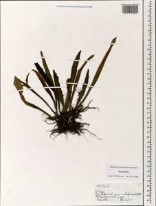 Polypodiopsida, Зарубежная Азия (ASIA) (Индия)
