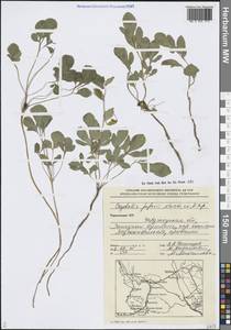 Corydalis popovii Nevski, Средняя Азия и Казахстан, Памир и Памиро-Алай (M2) (Туркмения)