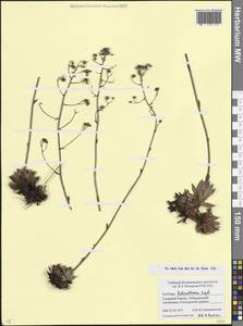 Камнеломка Коленати Regel, Кавказ, Ставропольский край, Карачаево-Черкесия, Кабардино-Балкария (K1b) (Россия)