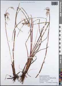 Eriophorum angustifolium subsp. angustifolium, Сибирь, Западная Сибирь (S1) (Россия)