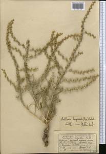 Halothamnus glaucus subsp. hispidulus (Bunge) Kothe-Heinr., Средняя Азия и Казахстан, Западный Тянь-Шань и Каратау (M3) (Киргизия)