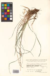 Carex pediformis var. pedunculata Maxim., Сибирь, Дальний Восток (S6) (Россия)