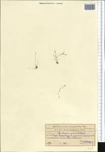 Крупка голая (Bél. ex Boiss.) Al-Shehbaz & M. Koch, Средняя Азия и Казахстан, Западный Тянь-Шань и Каратау (M3) (Казахстан)