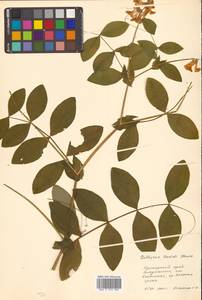 Чина Давида Hance, Сибирь, Дальний Восток (S6) (Россия)