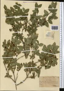 Жимолость щетинистая Pall. ex Schult., Средняя Азия и Казахстан, Северный и Центральный Тянь-Шань (M4) (Казахстан)