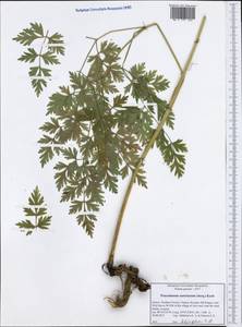 Pteroselinum austriacum (Jacq.) Rchb., Западная Европа (EUR) (Греция)