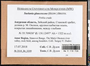 Saelania glaucescens (Hedw.) Broth., Гербарий мохообразных, Мхи - Дальний Восток (без Чукотки и Камчатки) (B20) (Россия)