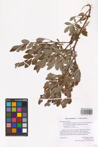 Salix myrsinifolia subsp. myrsinifolia, Восточная Европа, Центральный район (E4) (Россия)