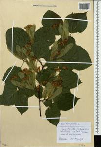 Tilia ×europaea L., Восточная Европа, Московская область и Москва (E4a) (Россия)