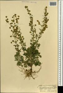 Полынь крупноголовая Jacquem. ex Besser, Монголия (MONG) (Монголия)