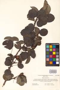 Груша обыкновенная, Груша садовая L., Восточная Европа, Нижневолжский район (E9) (Россия)