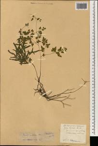 Лигодиум, Зарубежная Азия (ASIA) (КНР)