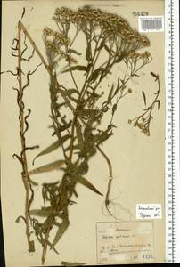 Achillea salicifolia subsp. salicifolia, Восточная Европа, Северо-Западный район (E2) (Россия)